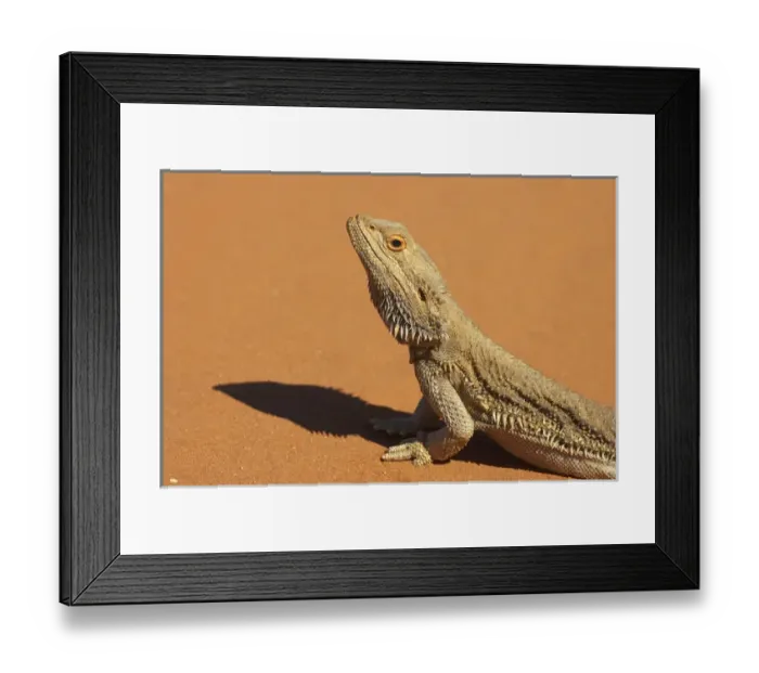 Framed Print : Bearded Dragon ( Pogona vitticeps ), Outback New South Wales, Australia Framed Print : Bearded Dragon ( Pogona vitticeps ), Outback New South Wales, Australia