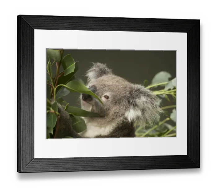 Framed Print : Koala ( Phascolarctos cinereus ), Sydney, New South Wales, Australia