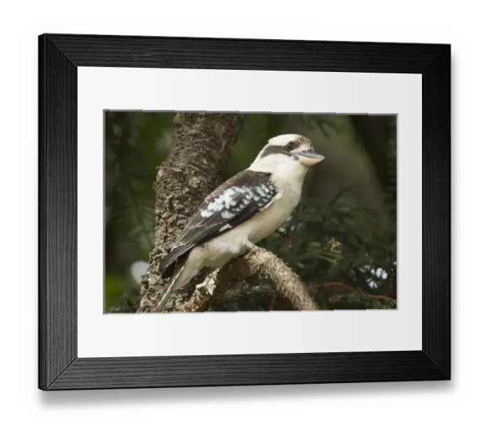 Framed Print : Laughing Kookaburra ( Dacelo novaeguineae or Dacelo gigas ), Sydney, New South Wales