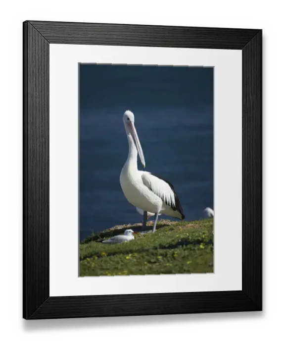 Framed Print : Australian Pelican (Pelecanus conspicillatus), Blacksmiths, Swansea Channel, New South Wales Framed Print : Australian Pelican (Pelecanus conspicillatus), Blacksmiths, Swansea Channel, New South Wales