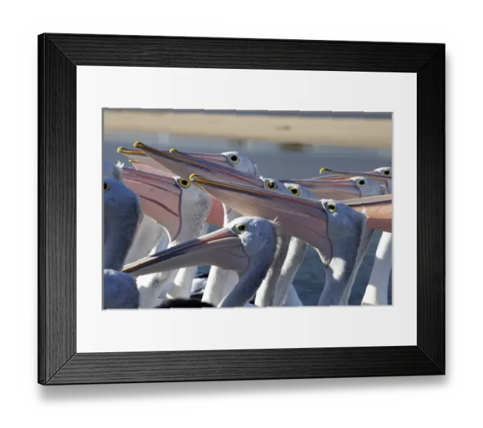 Framed Print : Australian Pelicans (Pelecanus conspicillatus), at The Entrance, New South Wales Framed Print : Australian Pelicans (Pelecanus conspicillatus), at The Entrance, New South Wales