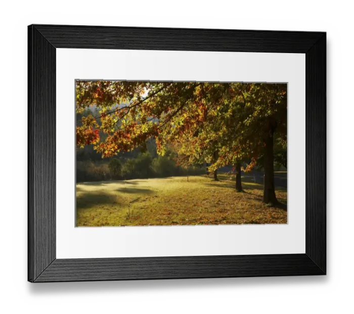 Framed Print : Autumn Trees in Khancoban, Snowy Mountains, New South Wales, Australia Framed Print : Autumn Trees in Khancoban, Snowy Mountains, New South Wales, Australia