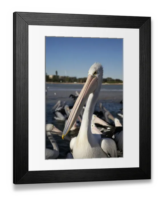 Framed Print : Australian Pelicans (Pelecanus conspicillatus), at The Entrance, New South Wales Framed Print : Australian Pelicans (Pelecanus conspicillatus), at The Entrance, New South Wales