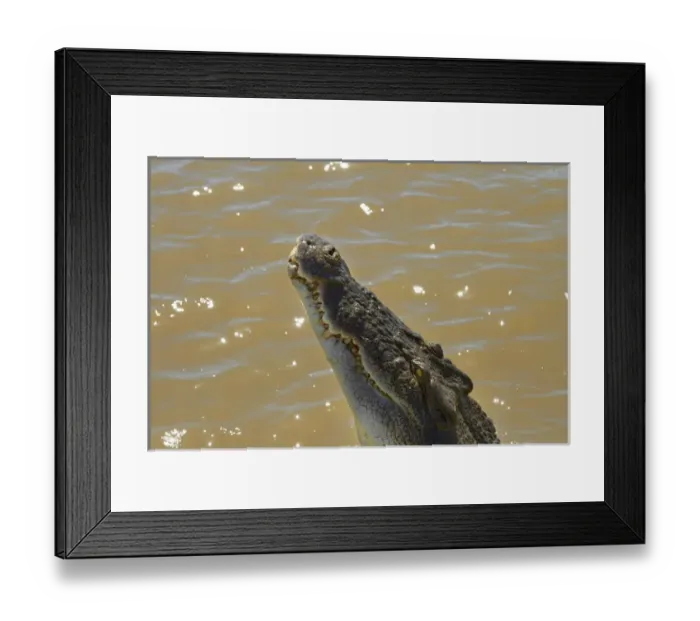 Framed Print : Crocodile jumping out of the water on the Jumping Crocodile Cruise, Adelaide River