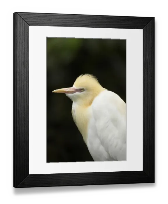 Framed Print : Cattle Egret ( Ardea ibis ), North Queensland, Australia Framed Print : Cattle Egret ( Ardea ibis ), North Queensland, Australia