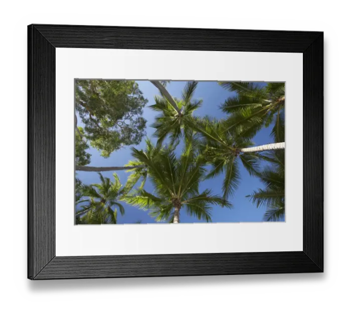 Framed Print : Palm Trees, Palm Cove, Cairns, North Queensland, Australia Framed Print : Palm Trees, Palm Cove, Cairns, North Queensland, Australia