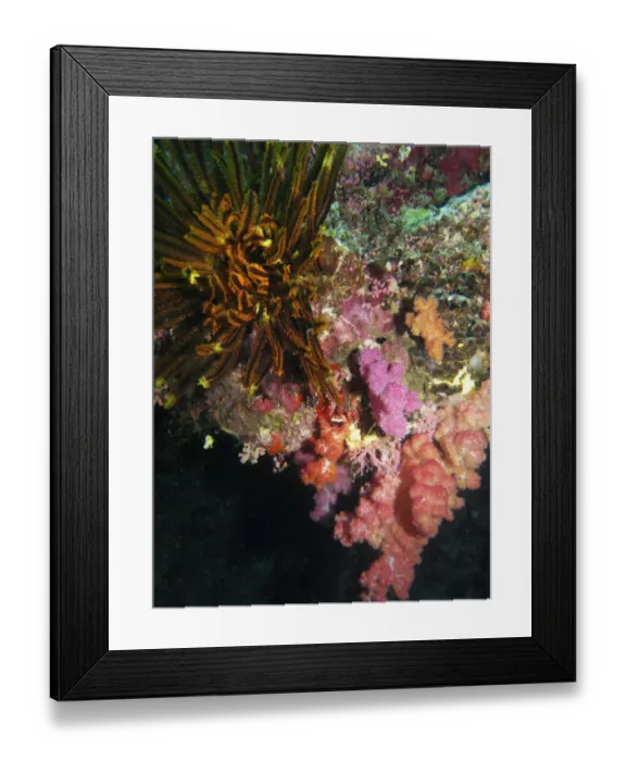 Framed Print : Coral, Agincourt Reef, Great Barrier Reef, North Queensland, Australia Framed Print : Coral, Agincourt Reef, Great Barrier Reef, North Queensland, Australia