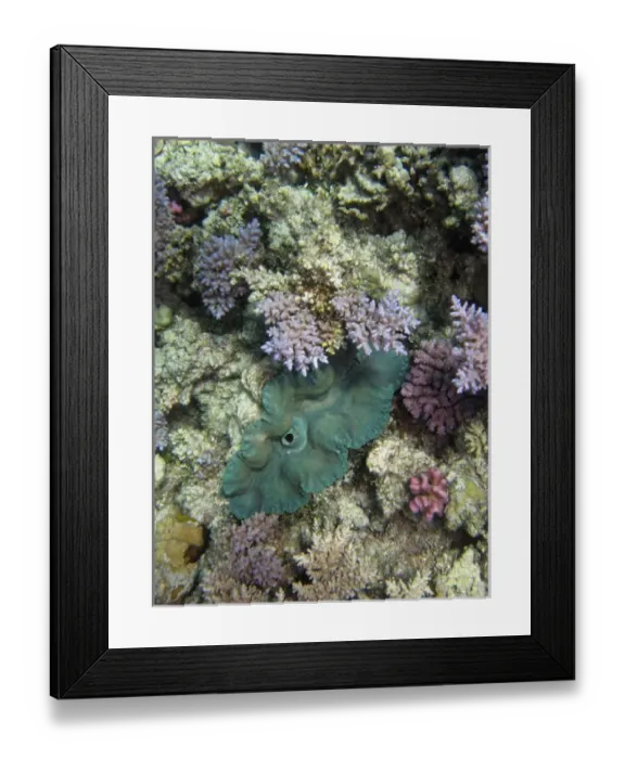 Framed Print : Giant Clam, Agincourt Reef, Great Barrier Reef, North Queensland, Australia Framed Print : Giant Clam, Agincourt Reef, Great Barrier Reef, North Queensland, Australia