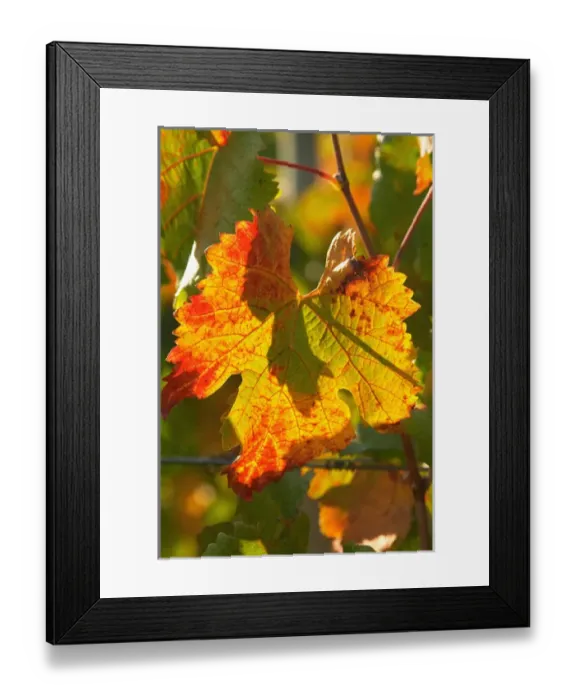 Framed Print : Autumn Vine Leaf, vineyard, near Bright, Victoria, Australia Framed Print : Autumn Vine Leaf, vineyard, near Bright, Victoria, Australia