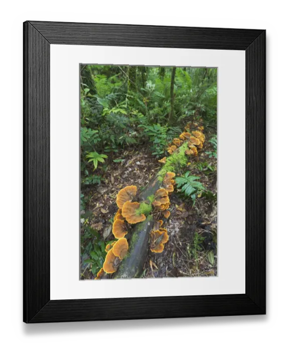 Framed Print : Eucalyptus forest with epiphytes in the Great Otway National Park, Australia Framed Print : Eucalyptus forest with epiphytes in the Great Otway National Park, Australia