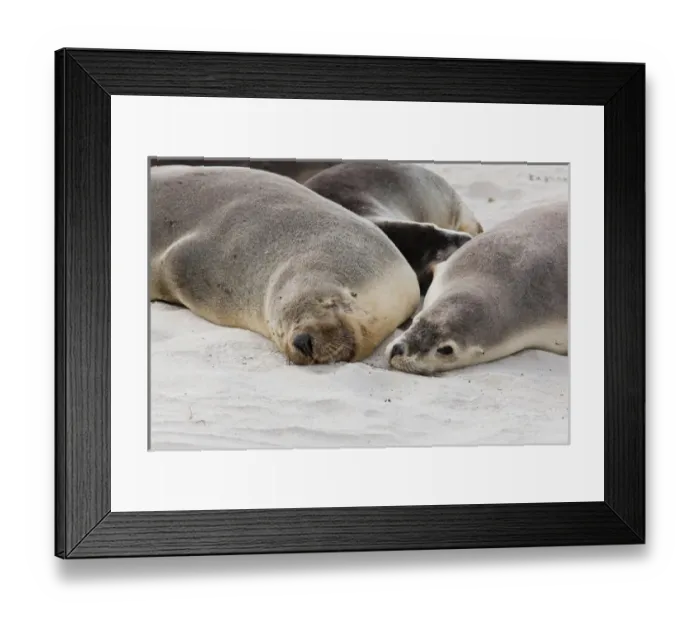 Framed Print : Australian Sea Lion (Neophoca cinerea) in the Seal Bay Conservatino Park, kangaroo Island Framed Print : Australian Sea Lion (Neophoca cinerea) in the Seal Bay Conservatino Park, kangaroo Island