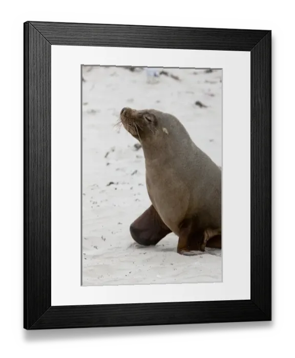 Framed Print : Australian Sea Lion (Neophoca cinerea) in the Seal Bay Conservatino Park, kangaroo Island Framed Print : Australian Sea Lion (Neophoca cinerea) in the Seal Bay Conservatino Park, kangaroo Island