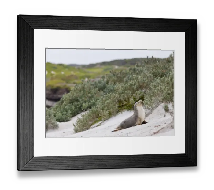 Framed Print : Australian Sea Lion (Neophoca cinerea) in the Seal Bay Conservatino Park, kangaroo Island