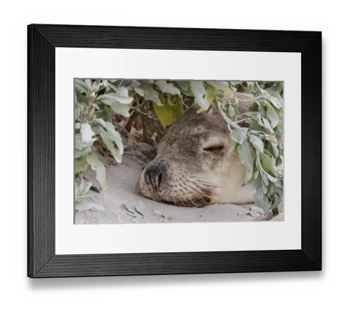 Framed Print : Australian Sea Lion (Neophoca cinerea) in the Seal Bay Conservatino Park, kangaroo Island Framed Print : Australian Sea Lion (Neophoca cinerea) in the Seal Bay Conservatino Park, kangaroo Island