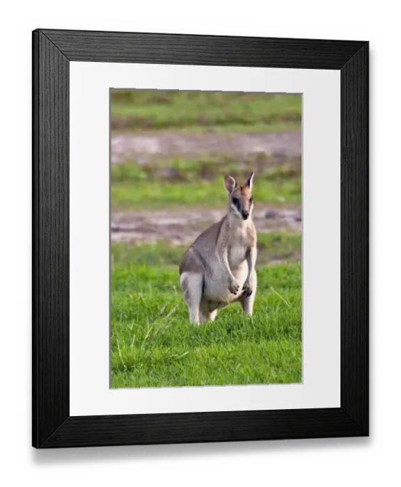 Framed Print : A male Grey kangaroos (Macropus giganteus) in field on a station in Queensland, Australia