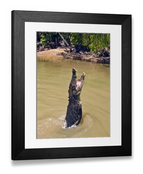 Framed Print : A Saltwater Crocodile (Crocodylus porosus) leaps from the water in a mangrove wetland