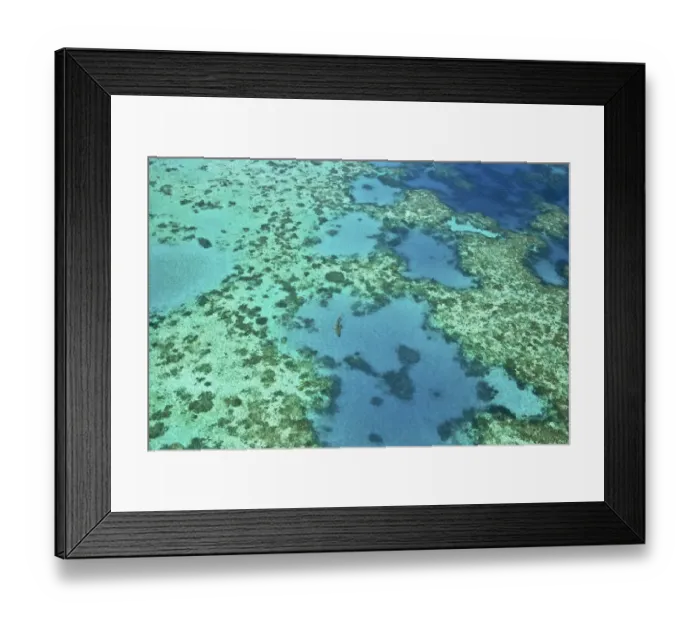 Framed Print : A blacktip reef shark (Carcharhinus melanopterus) patrols the shallows of the Great Barrier Reef