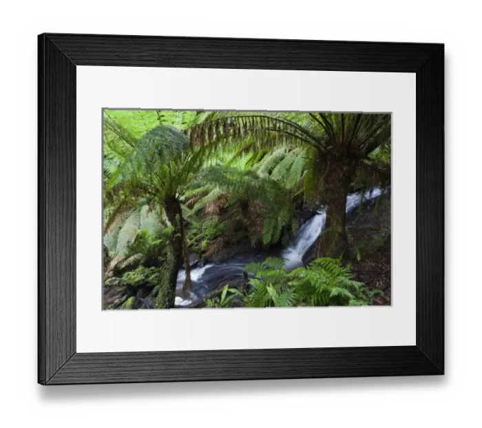 Framed Print : Tree Fern in Melba Gully, Great Otway National Park, Victoria, Australia Framed Print : Tree Fern in Melba Gully, Great Otway National Park, Victoria, Australia