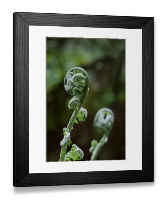 Framed Print : Tree Fern in Melba Gully, Great Otway National Park, Victoria, Australia