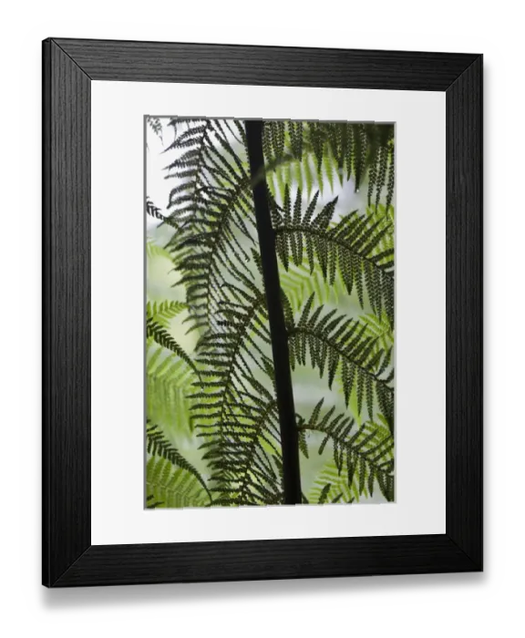 Framed Print : Tree Fern in Melba Gully, Great Otway National Park, Victoria, Australia