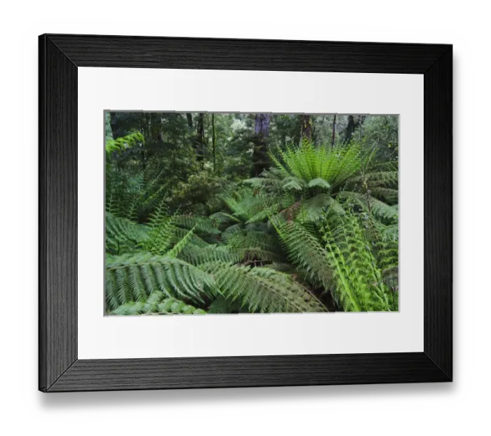 Framed Print : Tree Fern in Melba Gully, Great Otway National Park, Victoria, Australia Framed Print : Tree Fern in Melba Gully, Great Otway National Park, Victoria, Australia