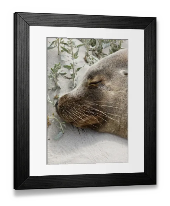 Framed Print : Australian Sea Lion (Neophoca cinerea) in the Seal Bay Conservatino Park, kangaroo Island Framed Print : Australian Sea Lion (Neophoca cinerea) in the Seal Bay Conservatino Park, kangaroo Island