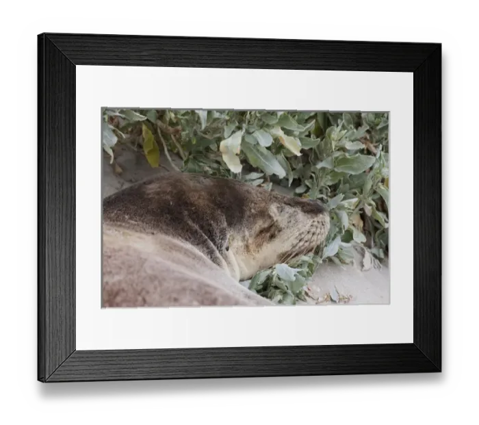 Framed Print : Australian Sea Lion (Neophoca cinerea) in the Seal Bay Conservatino Park, kangaroo Island Framed Print : Australian Sea Lion (Neophoca cinerea) in the Seal Bay Conservatino Park, kangaroo Island