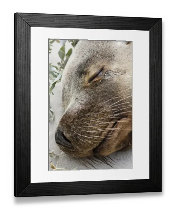 Framed Print : Australian Sea Lion (Neophoca cinerea) in the Seal Bay Conservatino Park, kangaroo Island Framed Print : Australian Sea Lion (Neophoca cinerea) in the Seal Bay Conservatino Park, kangaroo Island