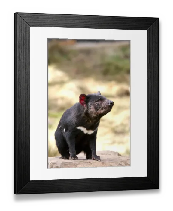 Framed Print : The Tasmanian Devil (Sarcophilus harrisii) is the largest of the Dasyuridae, strictly protected Framed Print : The Tasmanian Devil (Sarcophilus harrisii) is the largest of the Dasyuridae, strictly protected
