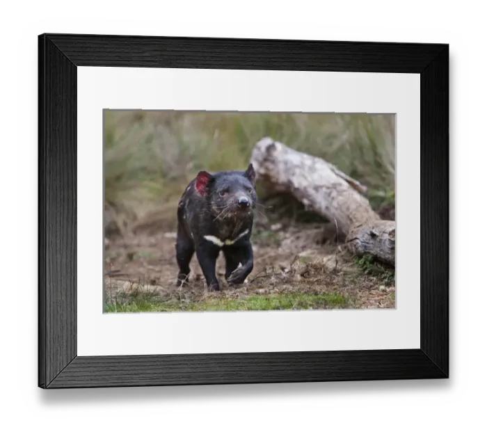 Framed Print : The Tasmanian Devil (Sarcophilus harrisii) is the largest of the Dasyuridae, strictly protected Framed Print : The Tasmanian Devil (Sarcophilus harrisii) is the largest of the Dasyuridae, strictly protected