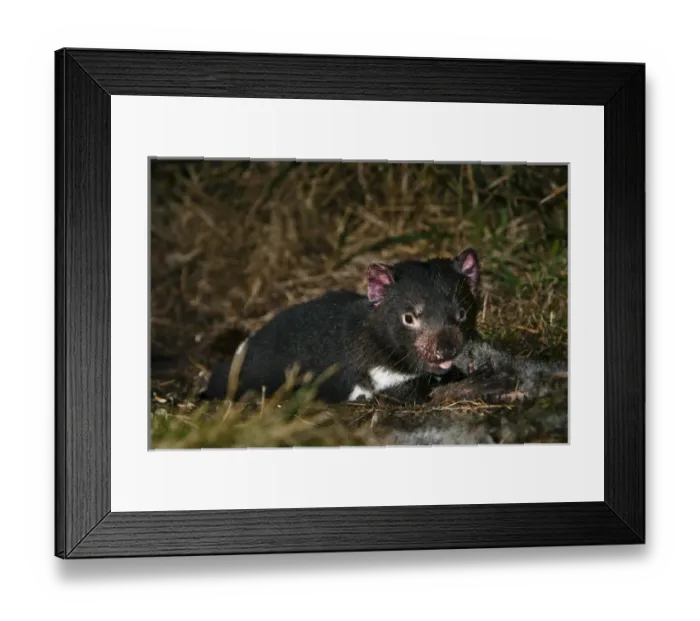Framed Print : Tasmanian Devil (Sarcophilus harrisii) feeding on carrion (roadkill used as bait) during the night Framed Print : Tasmanian Devil (Sarcophilus harrisii) feeding on carrion (roadkill used as bait) during the night