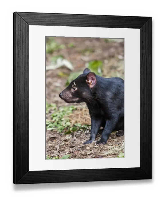 Framed Print : The Tasmanian Devil (Sarcophilus harrisii) is the largest of the Dasyuridae, strictly protected Framed Print : The Tasmanian Devil (Sarcophilus harrisii) is the largest of the Dasyuridae, strictly protected