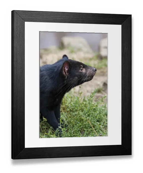 Framed Print : The Tasmanian Devil (Sarcophilus harrisii) is the largest of the Dasyuridae, strictly protected