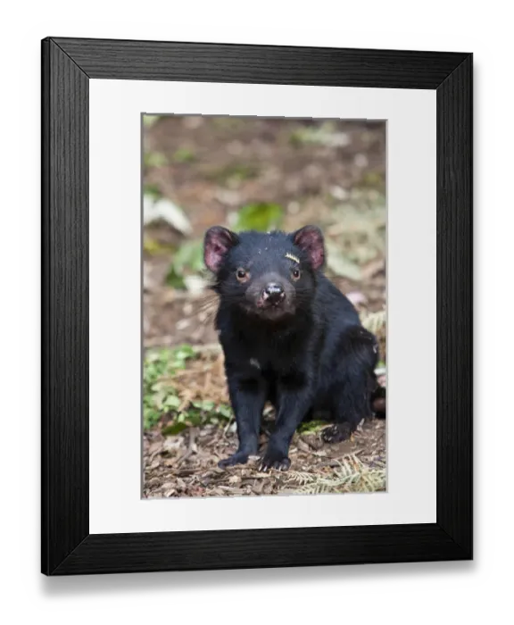 Framed Print : The Tasmanian Devil (Sarcophilus harrisii) is the largest of the Dasyuridae, strictly protected