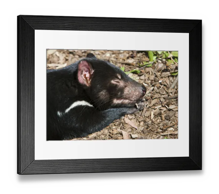 Framed Print : The Tasmanian Devil (Sarcophilus harrisii) is the largest of the Dasyuridae, strictly protected Framed Print : The Tasmanian Devil (Sarcophilus harrisii) is the largest of the Dasyuridae, strictly protected
