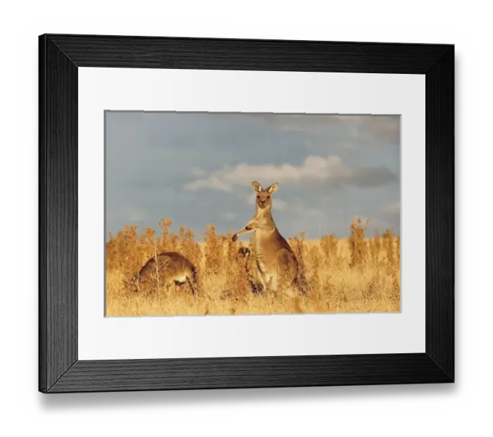 Framed Print : Eastern Grey Kangaroo or Forester Kangaroo (Macropus giganteus), group at sunset