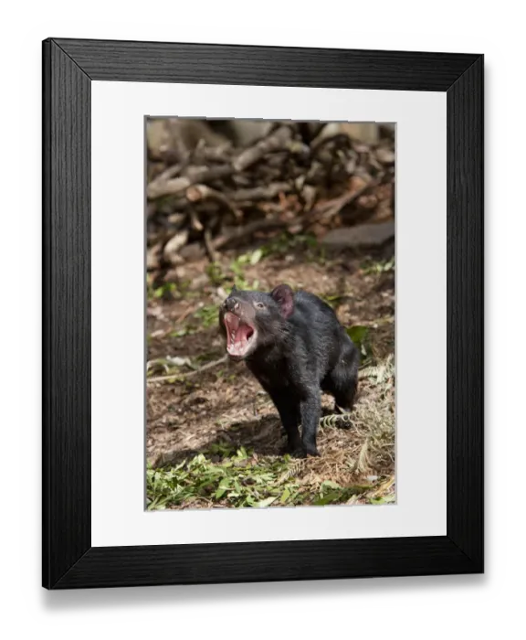 Framed Print : The Tasmanian Devil (Sarcophilus harrisii) is the largest of the Dasyuridae, strictly protected Framed Print : The Tasmanian Devil (Sarcophilus harrisii) is the largest of the Dasyuridae, strictly protected