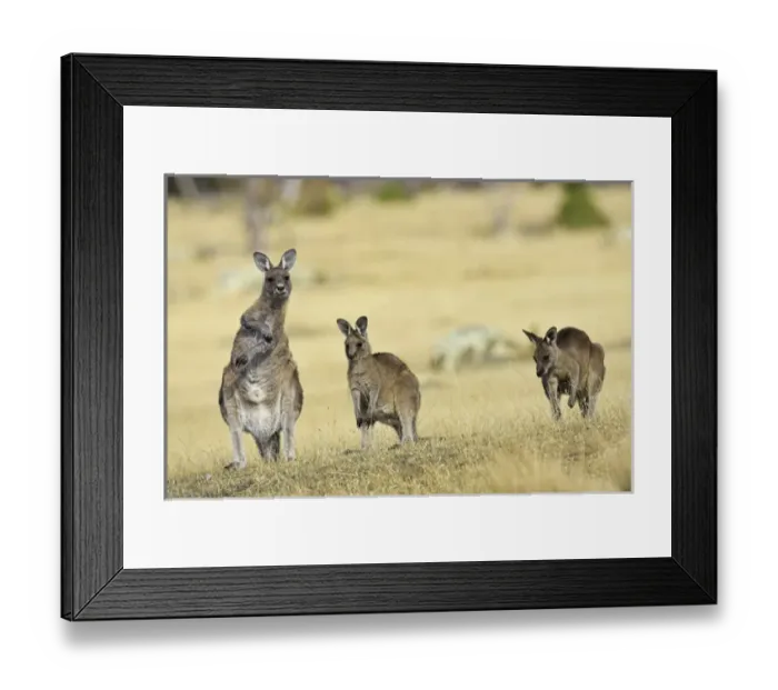 Framed Print : Eastern Grey Kangaroo or Forester Kangaroo (Macropus giganteus), group standing upright Framed Print : Eastern Grey Kangaroo or Forester Kangaroo (Macropus giganteus), group standing upright
