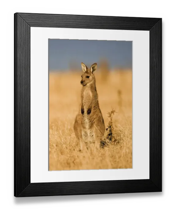 Framed Print : Eastern Grey Kangaroo or Forester Kangaroo (Macropus giganteus), portrait during sunset Framed Print : Eastern Grey Kangaroo or Forester Kangaroo (Macropus giganteus), portrait during sunset