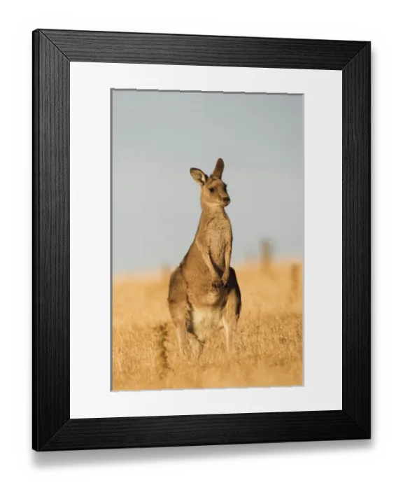 Framed Print : Eastern Grey Kangaroo or Forester Kangaroo (Macropus giganteus), portrait during sunset Framed Print : Eastern Grey Kangaroo or Forester Kangaroo (Macropus giganteus), portrait during sunset