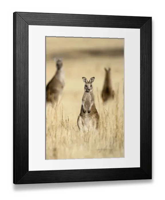 Framed Print : Eastern Grey Kangaroo or Forester Kangaroo (Macropus giganteus), portrait frontal Framed Print : Eastern Grey Kangaroo or Forester Kangaroo (Macropus giganteus), portrait frontal