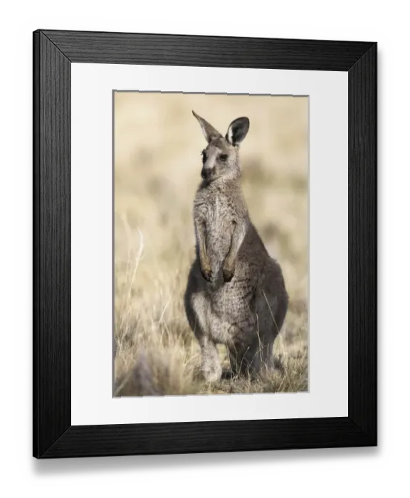 Framed Print : Eastern Grey Kangaroo or Forester Kangaroo (Macropus giganteus), portrait frontal