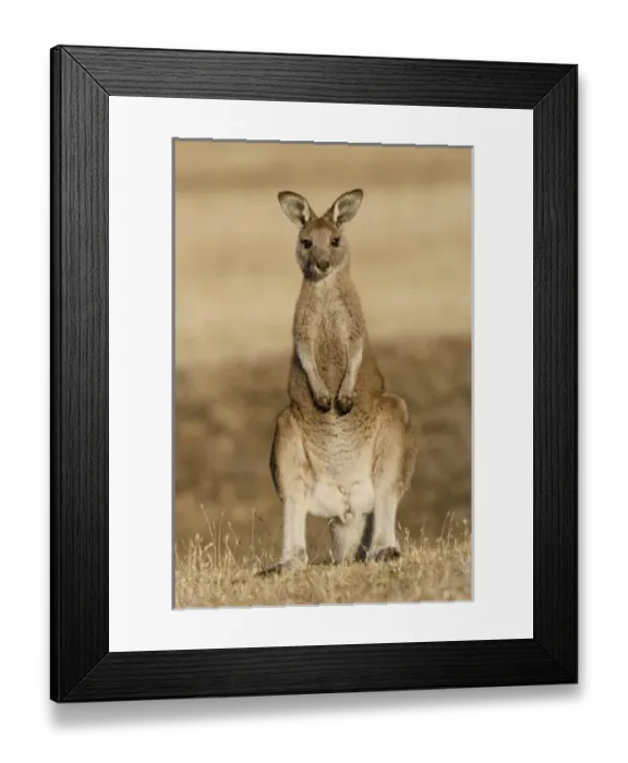 Framed Print : Eastern Grey Kangaroo or Forester Kangaroo (Macropus giganteus), portrait frontal Framed Print : Eastern Grey Kangaroo or Forester Kangaroo (Macropus giganteus), portrait frontal