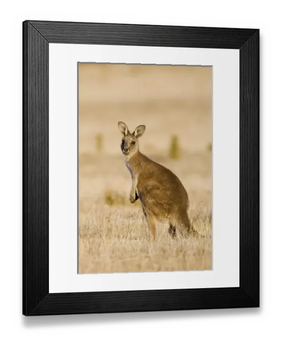 Framed Print : Eastern Grey Kangaroo or Forester Kangaroo (Macropus giganteus), portrait lateral view Framed Print : Eastern Grey Kangaroo or Forester Kangaroo (Macropus giganteus), portrait lateral view