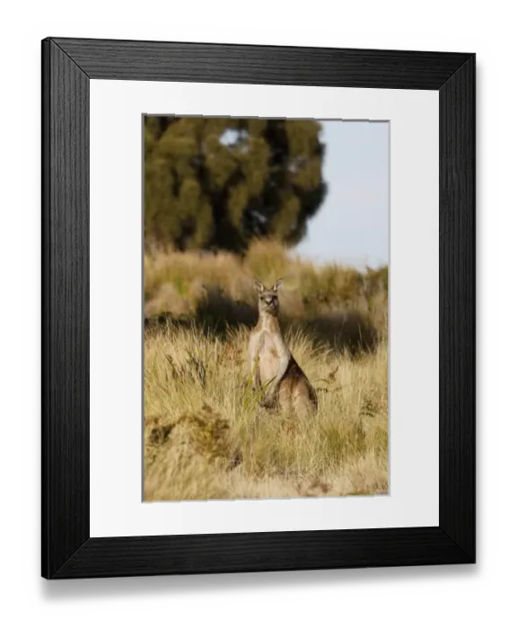 Framed Print : Eastern Grey Kangaroo or Forester Kangaroo (Macropus giganteus), male in bushland Framed Print : Eastern Grey Kangaroo or Forester Kangaroo (Macropus giganteus), male in bushland