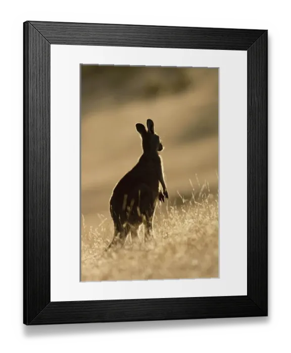 Framed Print : Eastern Grey Kangaroo or Forester Kangaroo (Macropus giganteus), portrait lateral view