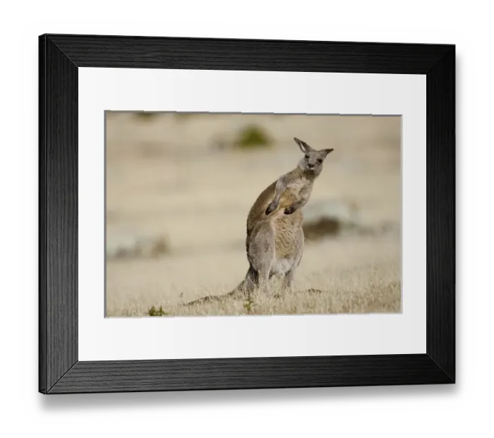 Framed Print : Eastern Grey Kangaroo or Forester Kangaroo (Macropus giganteus), portrait while doing scratching Framed Print : Eastern Grey Kangaroo or Forester Kangaroo (Macropus giganteus), portrait while doing scratching