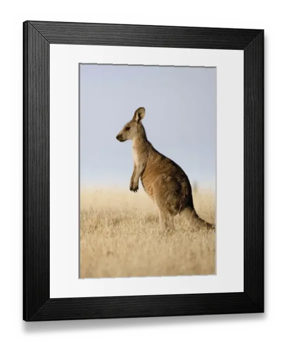 Framed Print : Eastern Grey Kangaroo or Forester Kangaroo (Macropus giganteus), portrait lateral view