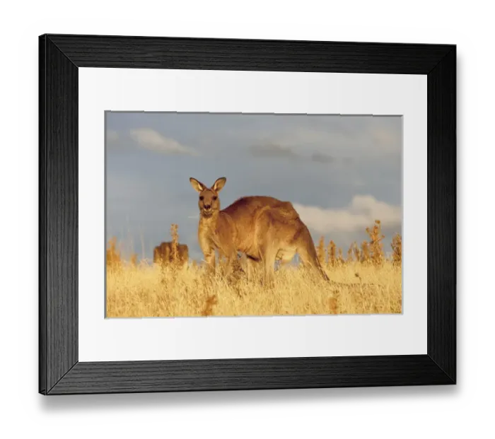 Framed Print : Eastern Grey Kangaroo or Forester Kangaroo (Macropus giganteus), portrait during sunset Framed Print : Eastern Grey Kangaroo or Forester Kangaroo (Macropus giganteus), portrait during sunset