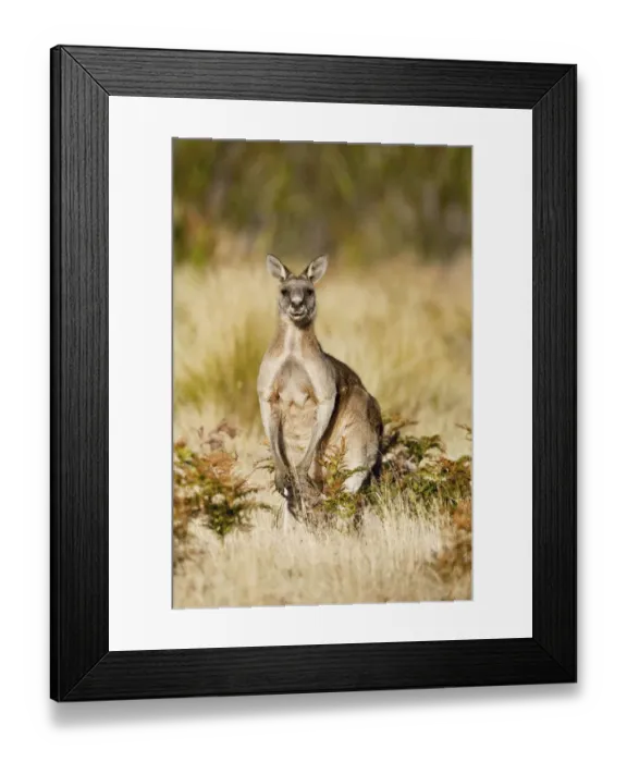 Framed Print : Eastern Grey Kangaroo or Forester Kangaroo (Macropus giganteus), portrait male frontal Framed Print : Eastern Grey Kangaroo or Forester Kangaroo (Macropus giganteus), portrait male frontal